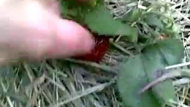 Клубника Пурпурное чудо и Геркулес смотреть онлайн