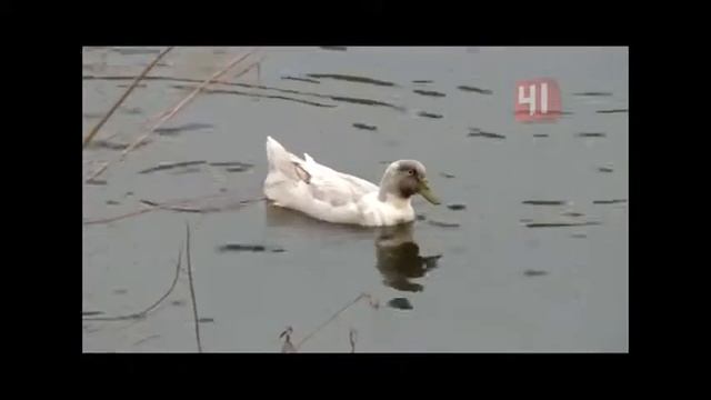 Уткогусь смотреть онлайн