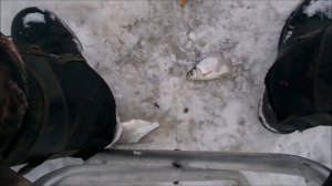 Ловим подлещиков в Усть-нытве! №36