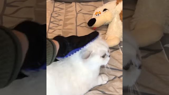 Перчатка для вычесывания шерсти #коннор #алиэкспресс #подборка #лайфхак #shorts