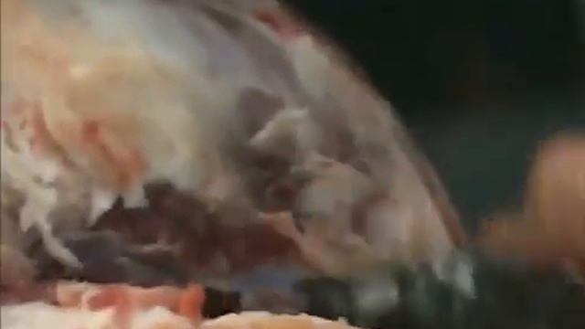 с точки зрения науки Происхождение Человека