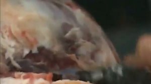 с точки зрения науки Происхождение Человека