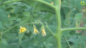 Искусственное опыление цветков томата ? Формированию завязей