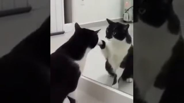 Ты кто такой смотреть онлайн видео от КотэМяут в хорошем качестве смотреть онлайн