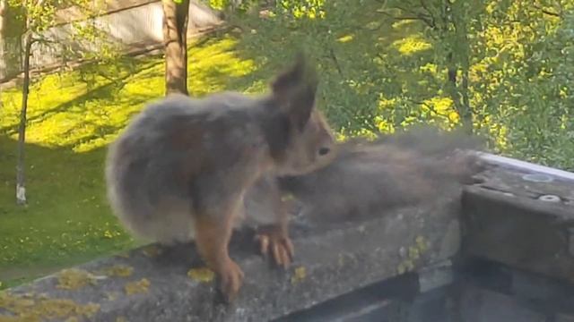 Белки в Мустамяэ. Таллинн. смотреть онлайн