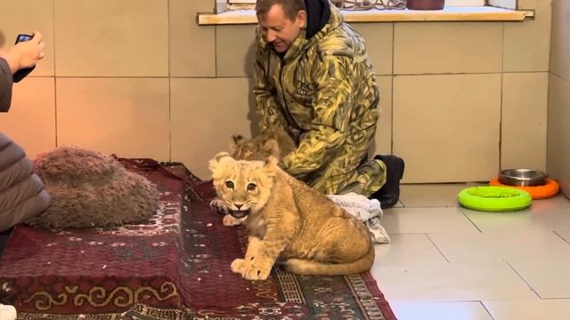 Мы все так ЭТОГО ЖДАЛИ! ПЕРВАЯ ВСТРЕЧА Асады и Шерхана! Львята ВМЕСТЕ! Карантин закончен! Тайган смотреть онлайн