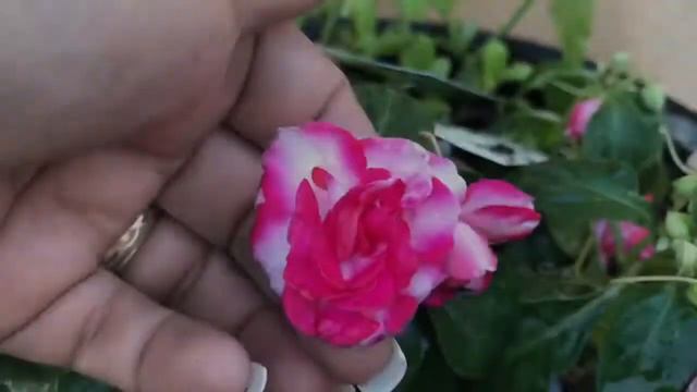 Blooming Beauty! :) смотреть онлайн