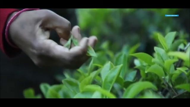 Fortune ( The Tea Thief ) смотреть онлайн