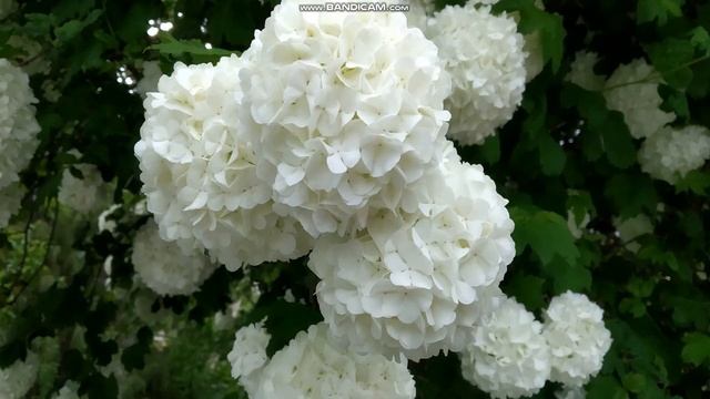 Красивые цветы, Бульданеш, Сирень, Красота!!! смотреть онлайн