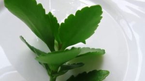 Размножение Каланхоэ. Способы и особенности размножения Каланхоэ!