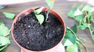 Размножение мандарина  в домашних условиях