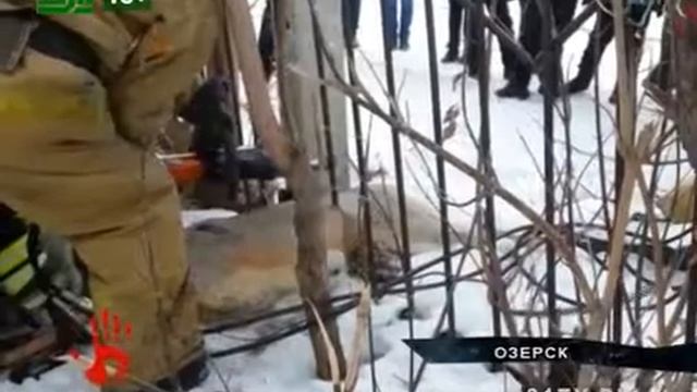 Косуля застряла в школьном заборе смотреть онлайн