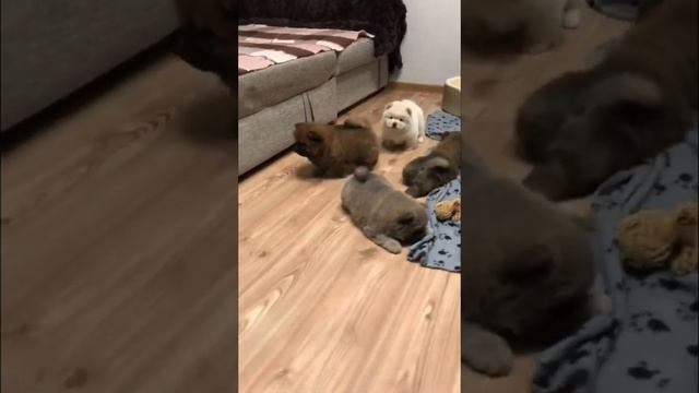 Малыши Мини Чау смотреть онлайн