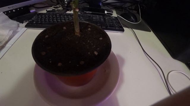 Лимон заболел и опали листья!!! Не стоит паниковать. №2 смотреть онлайн