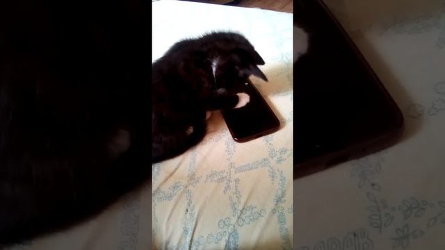 котёнок Алиса играет в телефоне смотреть онлайн