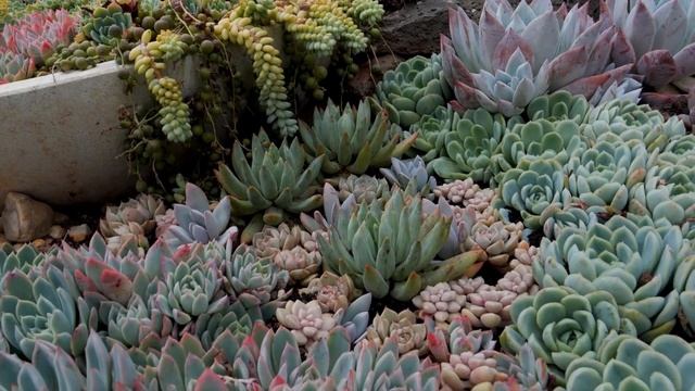 #159 I built a coral reef inspired succulent garden and front garden tour смотреть онлайн