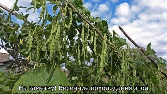 Бобы: выращивание и уход в открытом грунте смотреть онлайн