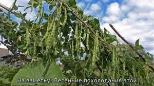 Бобы: выращивание и уход в открытом грунте