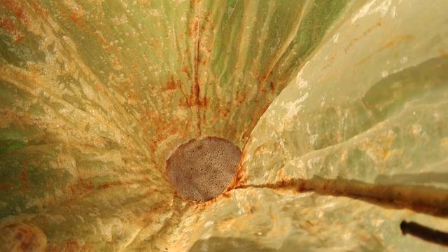 Заготовка дафнии живородки. Часть вторая. смотреть онлайн