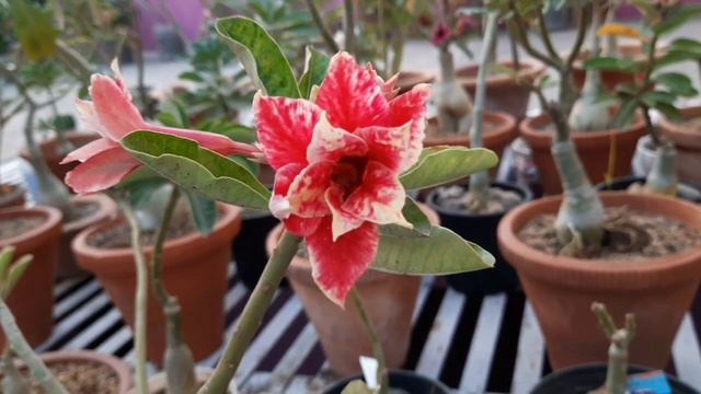 ADENIUM PLANTS BEST SELLER/ BUY ADENIUM PLANTS ONLINE смотреть онлайн
