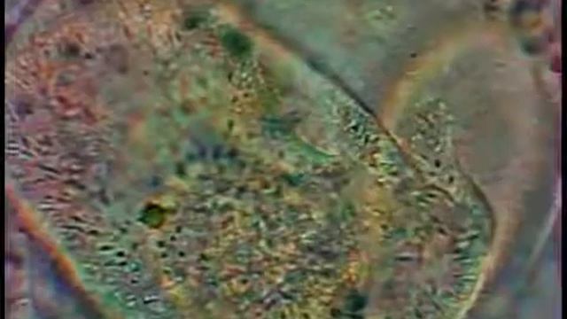 Біологія амеби смотреть онлайн