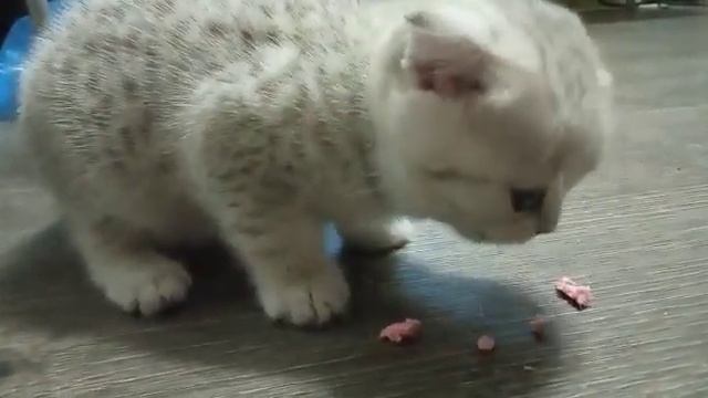 чем кормить котёнка 1.5 месяца ???