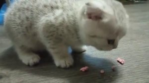 чем кормить котёнка 1.5 месяца ???