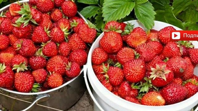 Подкормка клубники дрожжами, клубника а грядке, клубника в теплице, ремонтантная, удобрение, плоды смотреть онлайн