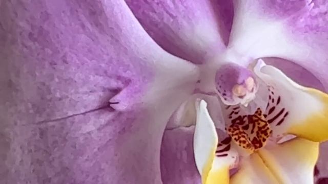 И снова приехали орхидеи. Чёрный Лебедь, Пиниф, Сакура, Леко Фантастик, Бабочки...)) смотреть онлайн