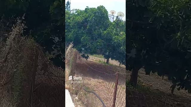 Кипр, Лимасол, сад, деревья