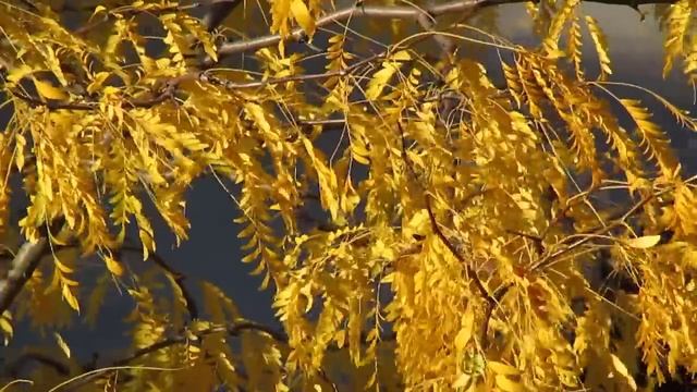 Beispielvideo Canon Powershot SX500 IS смотреть онлайн