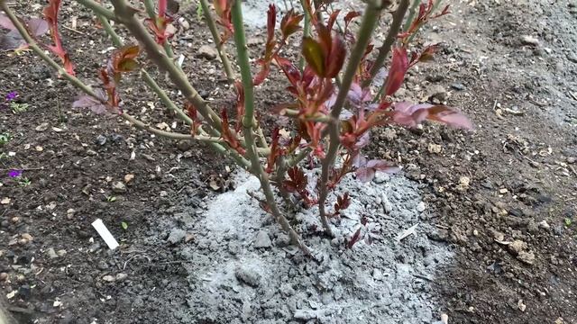 Подкормка роз древесной золой, Киев 21. 04. 2022 смотреть онлайн