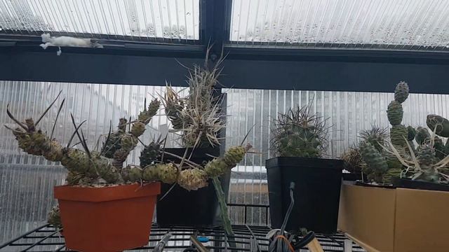 Как зимуют мои кактусы,уже лезут бутоны.Литопсы меняют листья.Cacteen.54