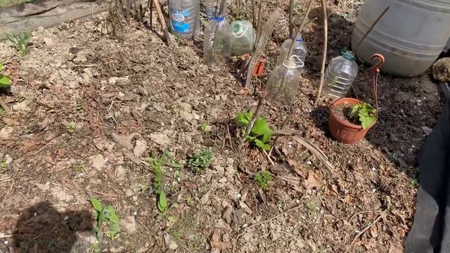 Загородная жизнь/ мой прекрасный сад в начале лета смотреть онлайн