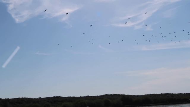 Советы ловли на белого Амура, Казахстан, Река Или 2019 смотреть онлайн