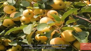 Выбираем сорта яблок для выращивания в Сибири и северных регионах России