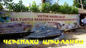 Черепахи Шри Ланки