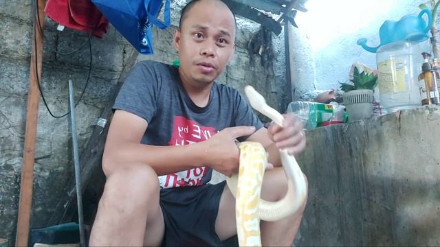 My Pet Snakey Burmese Python Taking a bath смотреть онлайн