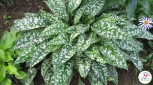 МЕДУНИЦА В САДУ