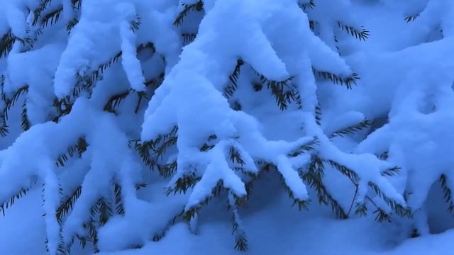 Снежное утро 16 января смотреть онлайн