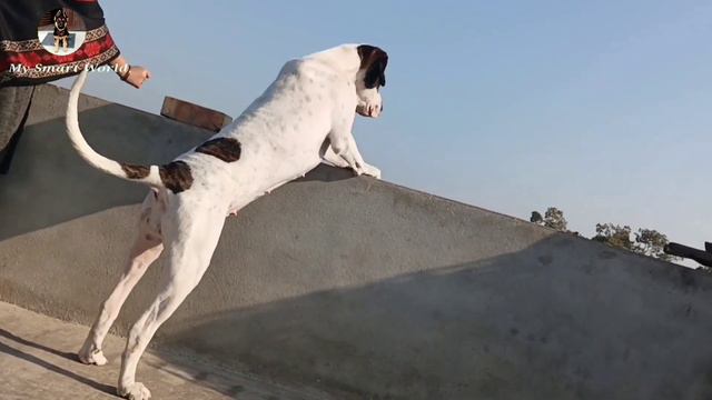 Semi adult Bully kutta fir sale | Near heat bully kutta | Pakistani bully l for sale смотреть онлайн