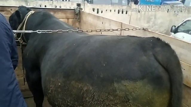 БУКАИ КАЛОНТАРИН ЖИВОЙ ВЕС (((900.КГ))))ДАР ВИЛОЯТИ ХАТЛОН. 🐂🐂🐂🐄🐄🐄🐄🐃🐃🐃 смотреть онлайн