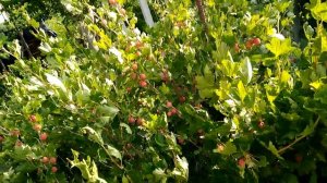 Обзор сортов крыжовника