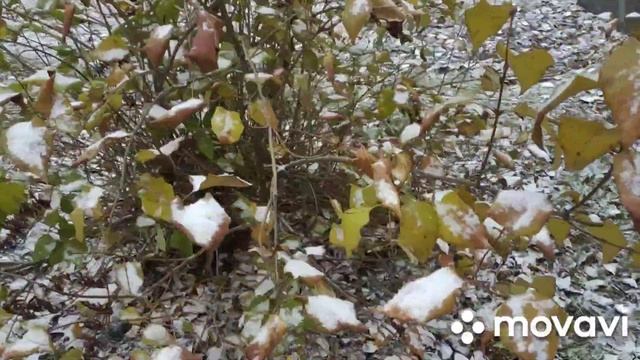 ?Осенний влог после перерыва??️??️???️ смотреть онлайн