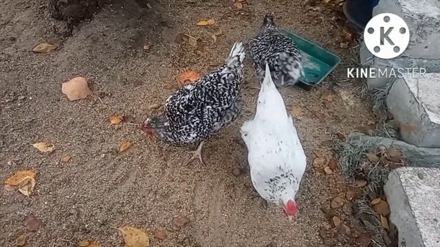 Выбраковывать или нет кур. Порода или так себе. #курица #цыплята #куры #яйцо смотреть онлайн