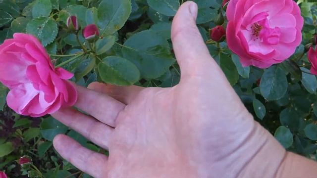 Роза Анжела смотреть онлайн