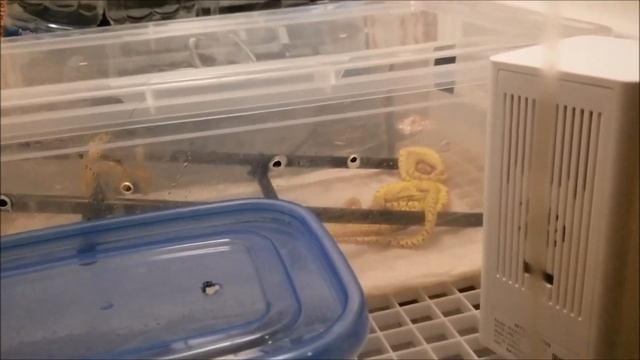 Green Tree Python - Neos Hatching смотреть онлайн