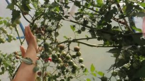 Обзор  плодов томатов сорта Афро Черри