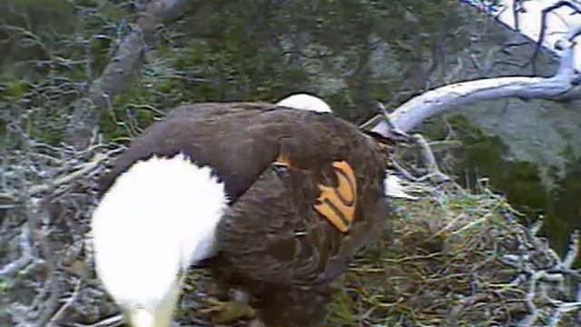 PH - Preparing for a Hatch? смотреть онлайн