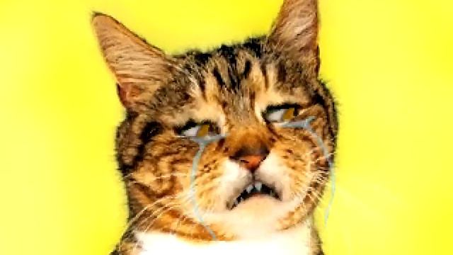Кот плачет смотреть онлайн